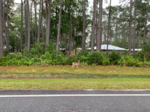 retro camper okefenokee swamp 109 of 116