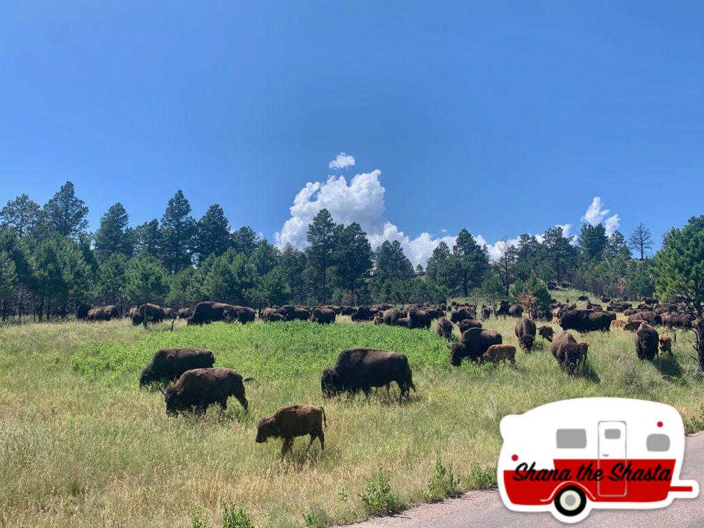 Bison-Herd-in-Custer-State-Park