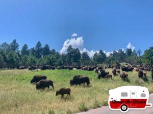 Bison-Herd-in-Custer-State-Park