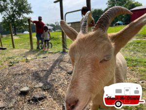 Goats-at-Arrowhead-Bike-Farm-1