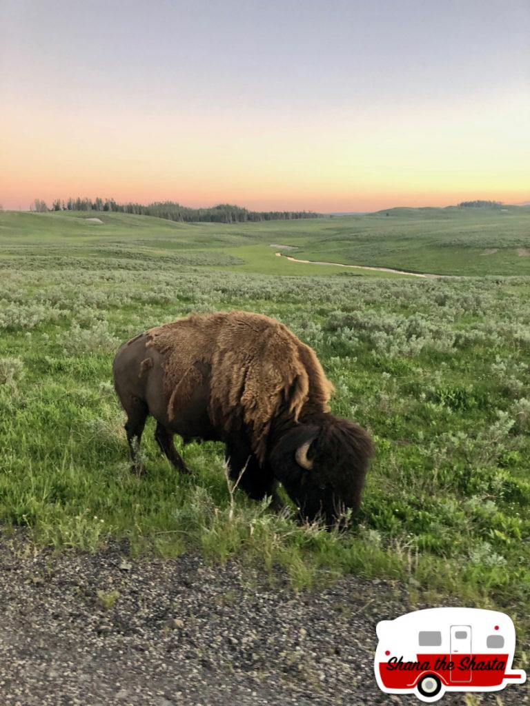 Roadside-Bison-at-Hayden-Valley-Yellowstone